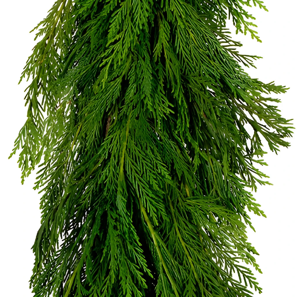 FiftyFlowers Leyland Cedar Garland