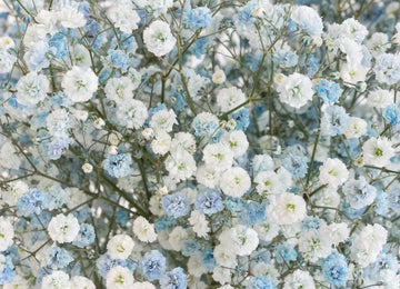 Light Blue Airbrushed Baby's Breath Flower Close Up - Image