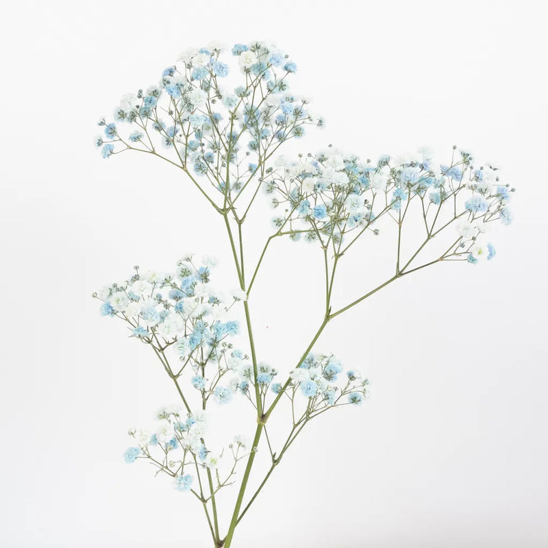 Light Blue Airbrushed Baby's Breath Flower Stem - Image