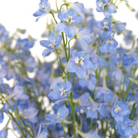 Light Blue Delphinium Flower Close Up - Image