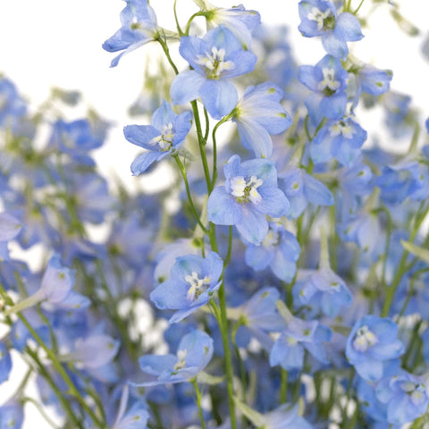 Light Blue Delphinium Flower Close Up - Image