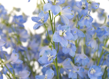 Light Blue Delphinium Flower Close Up - Image