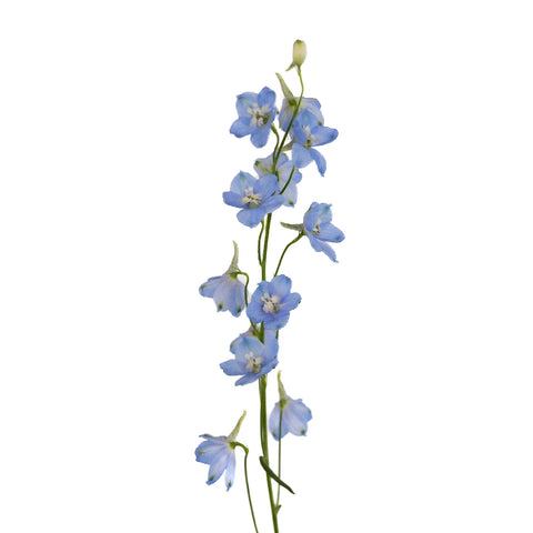 Light Blue Delphinium Flower Stem - Image