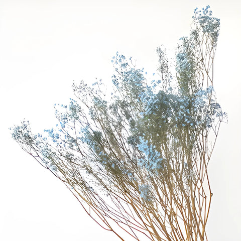 Light Blue Dried Baby's Breath Flower