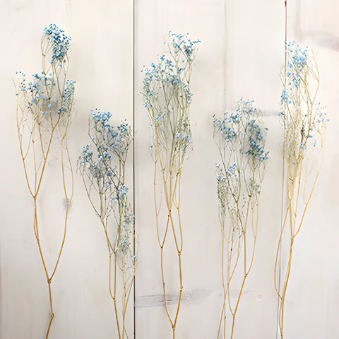 Light Blue Dried Baby's Breath Flower