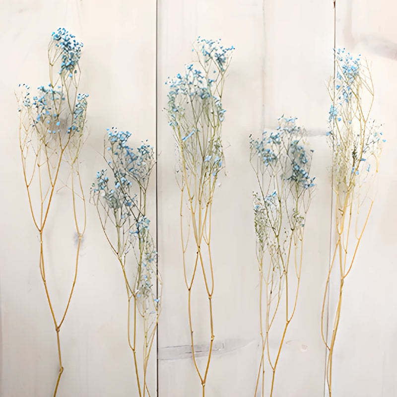 Light Blue Dried Baby's Breath Flower