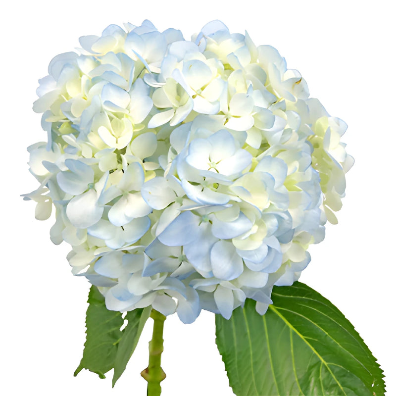 Mothers Day Fresh-Cut Tinted Hydrangea Flower Choose Your Color