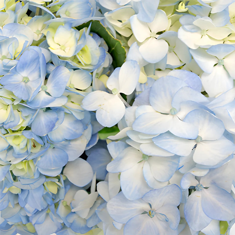 Light Blue Medellin Hydrangea Wholesale Flower Up close