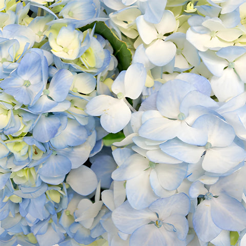 Light Blue Medellin Hydrangea Wholesale Flower Up close