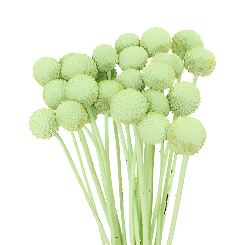 Mint Green Tinted Craspedia Billy Balls