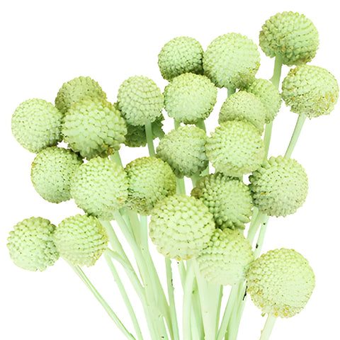 Mint Green Tinted Craspedia Billy Balls