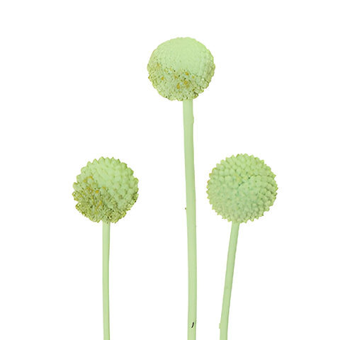 Mint Green Tinted Craspedia Billy Balls