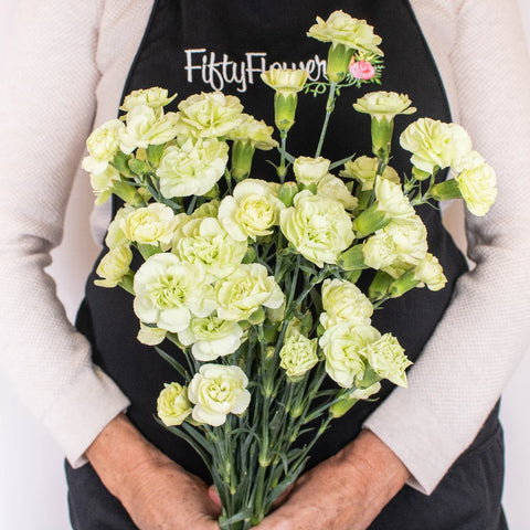 Light Green Mini Carnation Flower Bunch in Hand