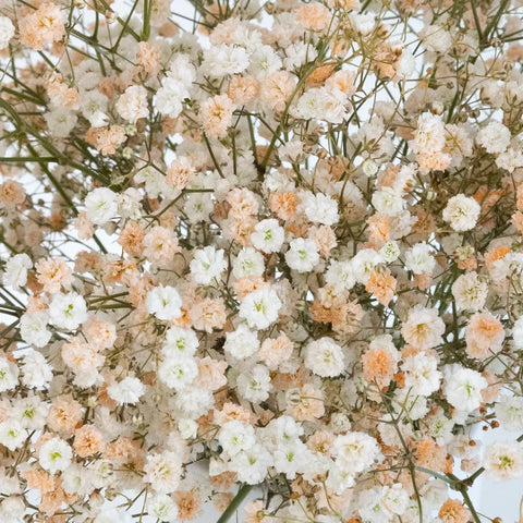 Light Orange Airbrushed Baby's Breath Flower Close Up - Image