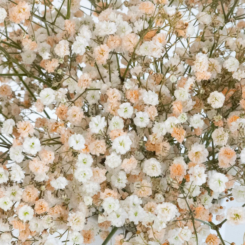 Light Orange Airbrushed Baby's Breath Flower Close Up - Image