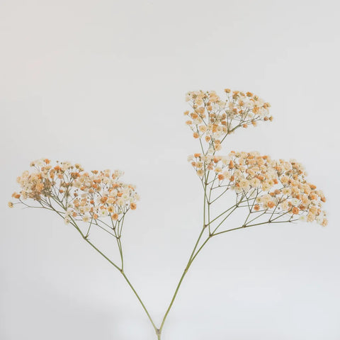 Light Orange Airbrushed Baby's Breath Flower Stem - Image