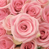 Light Orlando Pink Rose