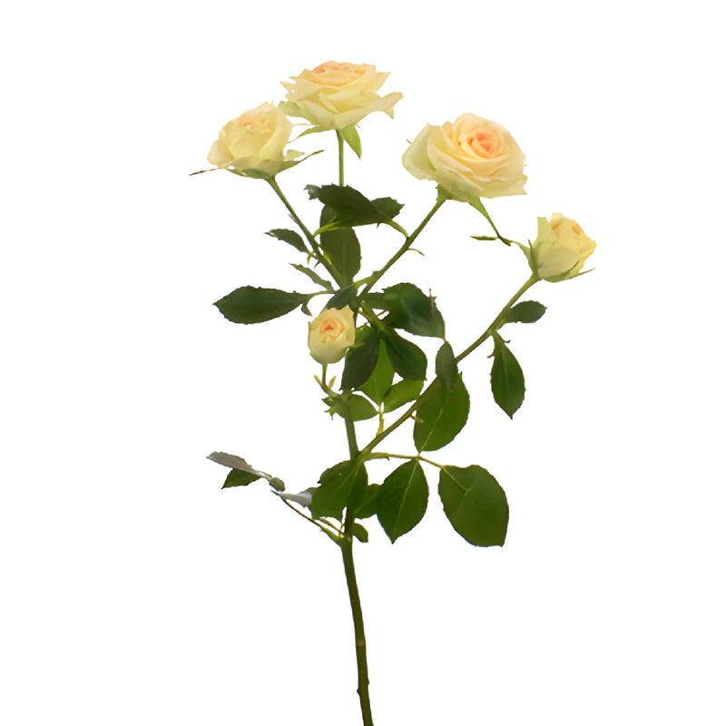 Light Peach Spray Rose Side Stem View