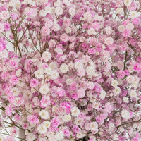 Light Pink Airbrushed Baby's Breath Flower Close Up - Image