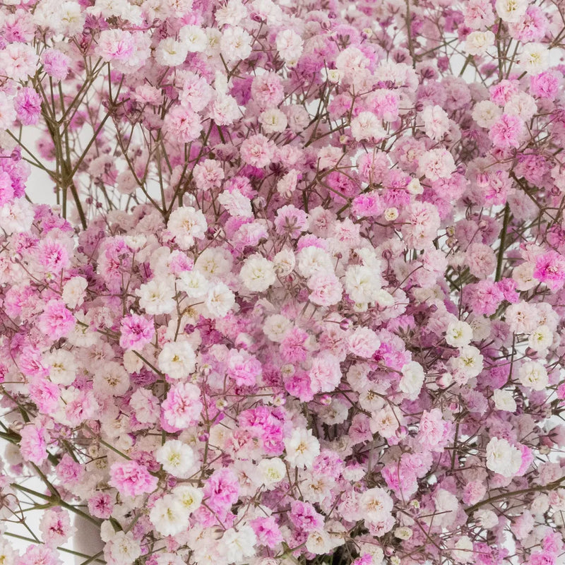 Light Pink Airbrushed Baby's Breath Flower Close Up - Image
