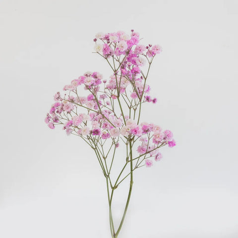 Light Pink Airbrushed Baby's Breath Flower Stem - Image