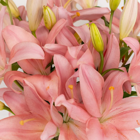 Light Pink Asiatic Lily Close Up - Image
