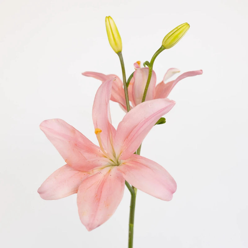 Light Pink Asiatic Lily Stem - Image