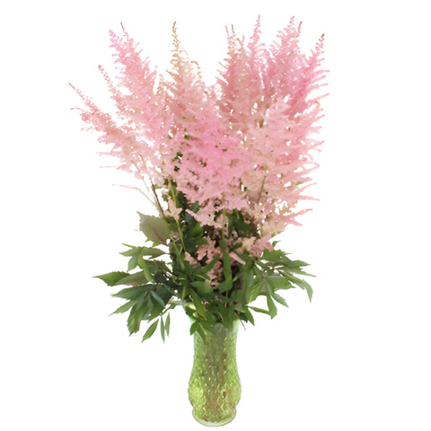 Pink Astilbe Flower May to October