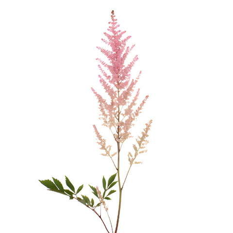 Pink Astilbe Flower November to April