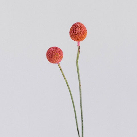 Light Pink Bulk Billy Ball Stem - Image