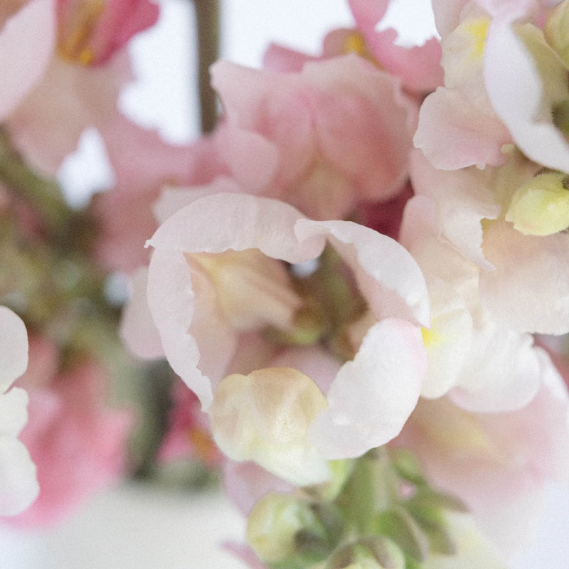 Light Pink Bulk Snapdragon Flowers For Mothers Day Close Up - Image