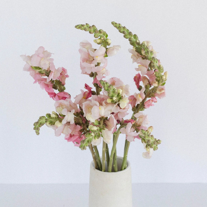 Light Pink Bulk Snapdragon Flowers For Mothers Day Vase - Image