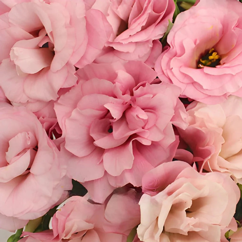 Light Pink Designer Lisianthus Flower Close Up - Image