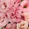 Light Pink Designer Lisianthus Flower