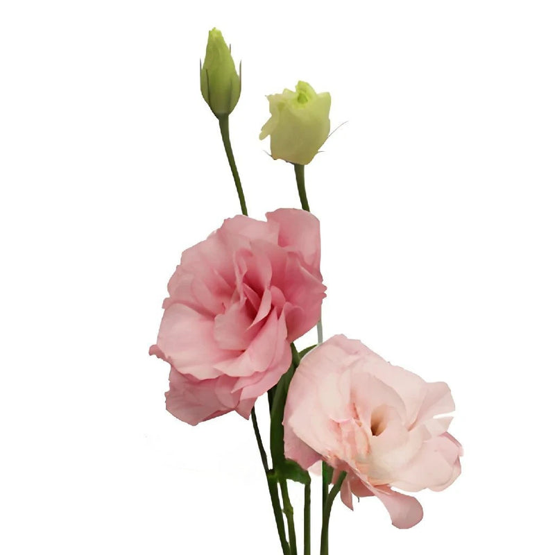 Light Pink Designer Lisianthus Flower Stem - Image