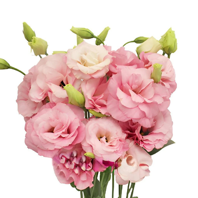 Light Pink Designer Lisianthus Flower Vase - Image