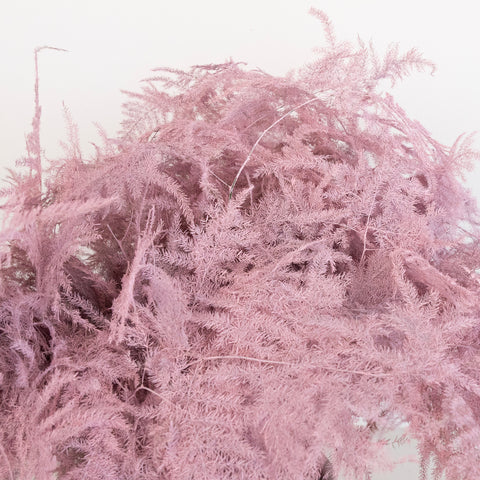 Light Pink Enhanced Plumosa Fern Greenery Close Up - Image