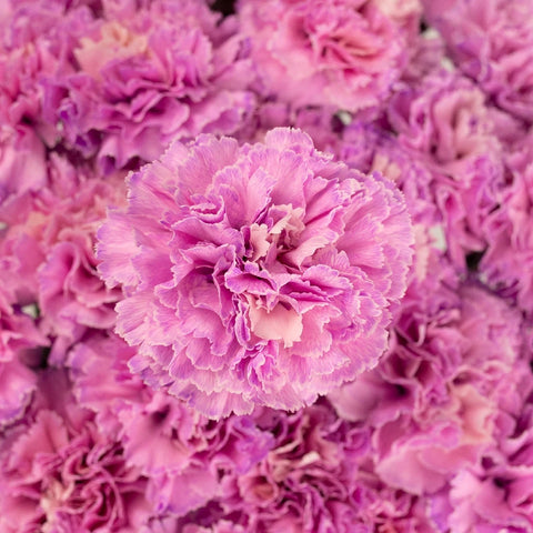 Light Pink Flamingo Wholesale Carnation Close Up - Image