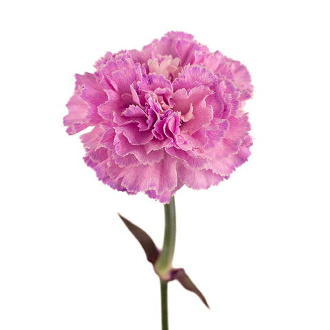 Light Pink Flamingo Wholesale Carnation Stem - Image