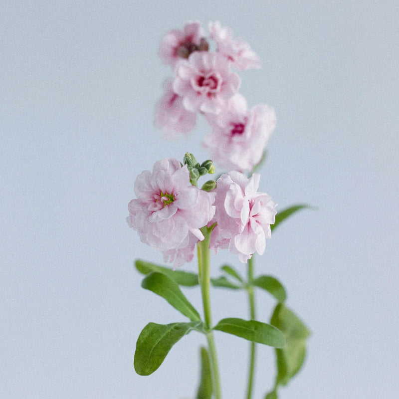 Light Pink Fresh Spray Stock Flower Stem - Image