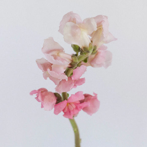 Light Pink Fresh Spray Stock Flower Stem - Image