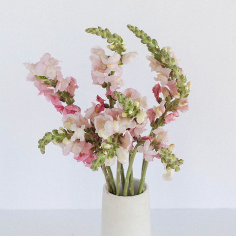 Light Pink Fresh Spray Stock Flower Vase - Image