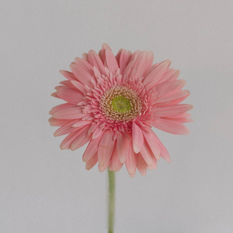 Light Pink Gerbera Daisy Stem - Image