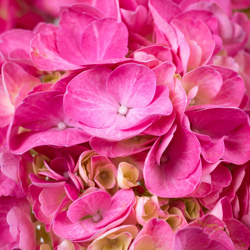 Light Pink Hydrangea Flower Up close