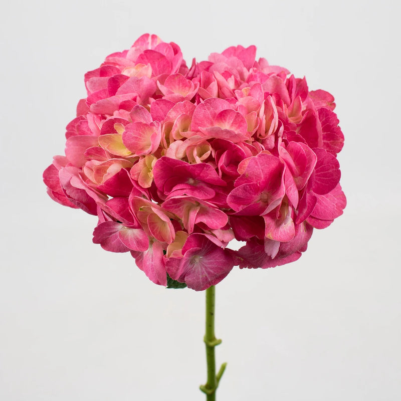 Light Pink Hydrangea Flower Stem