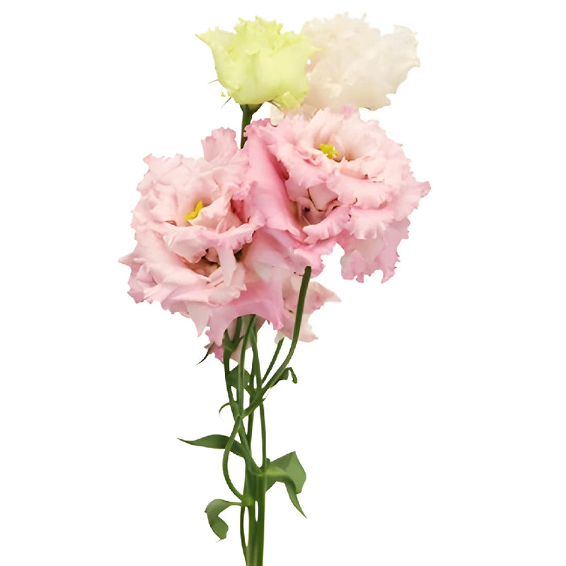 Light Pink Lisianthus Frill Flower Stem - Image