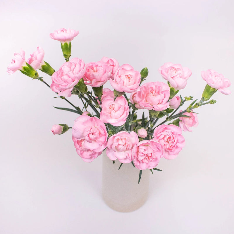 Light Pink Mini Carnation Flower Bunch in Vase