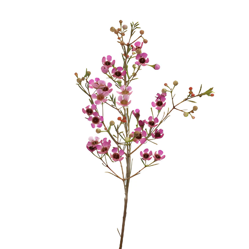Pink Wax Flower May to November Delivery