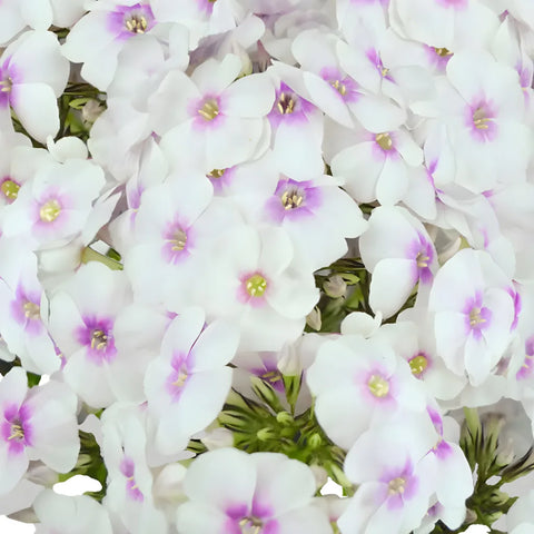 Light Pink Phlox Flowers Close Up - Image
