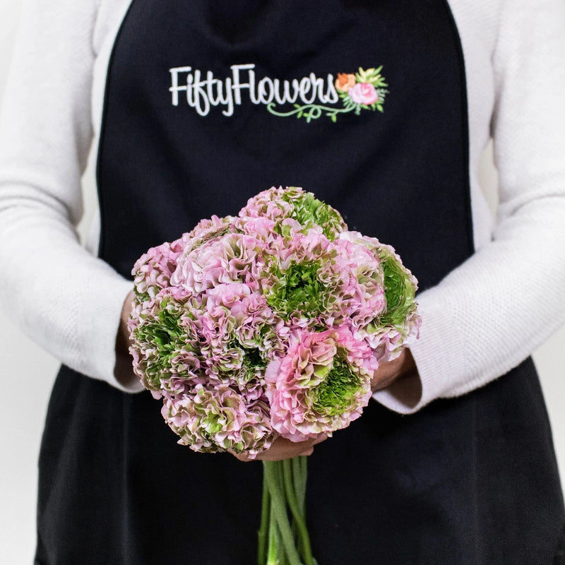 Light Pink Pon Pon Ranunculus Flowers in Hand